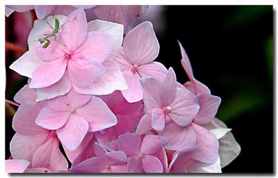 g3/04/549504/3/52858881.Hydrangea.jpg