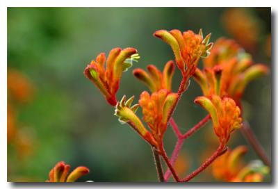g3/04/549504/3/52858894.KangarooPaw.jpg