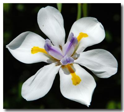 g3/04/549504/3/52858905.lily.jpg