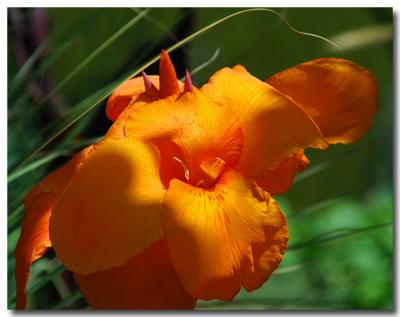 g3/04/549504/3/52858966.Orange.jpg