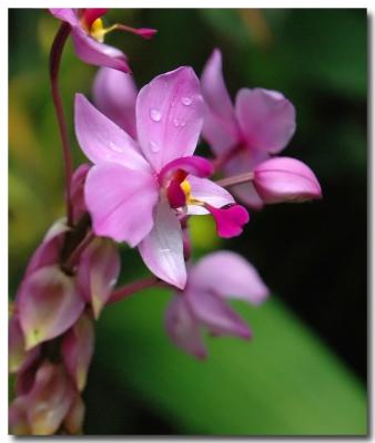 g3/04/549504/3/52858971.OrchidA.jpg
