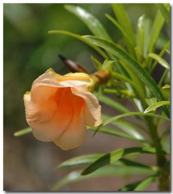 g3/04/549504/3/52858978.peach.jpg