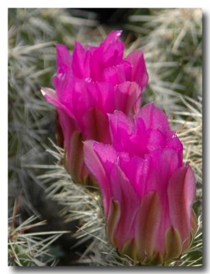 g3/04/549504/3/52858982.PinkCactusflowers.jpg