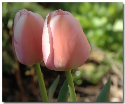 g3/04/549504/3/52858987.pinktulips.jpg