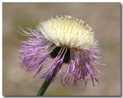 g3/04/549504/3/52859001.purplefringe.jpg