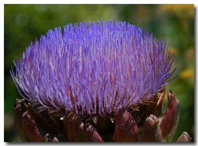 g3/04/549504/3/52859024.purplethistle.jpg