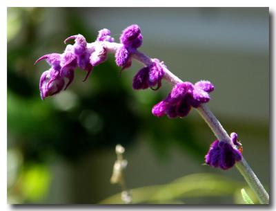 g3/04/549504/3/52859027.PurpleSpikes.jpg