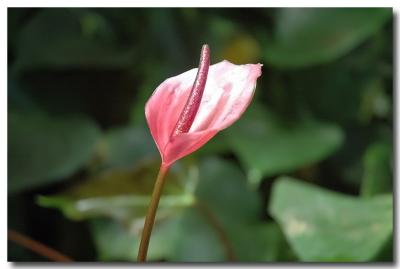g3/04/549504/3/52859047.singleflower.jpg