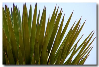 g3/04/549504/3/52859052.Spikes.jpg