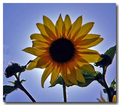 g3/04/549504/3/52859069.Sunflower.jpg