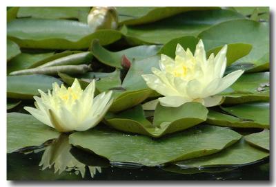 g3/04/549504/3/52859117.WaterLilies.jpg