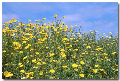 g3/04/549504/3/52859139.Wildflowers.jpg