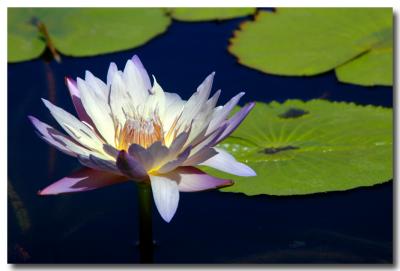 g3/04/549504/3/52859473.WaterLily1.jpg