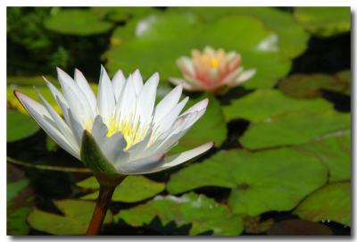 g3/04/549504/3/52859474.WaterLily2.jpg