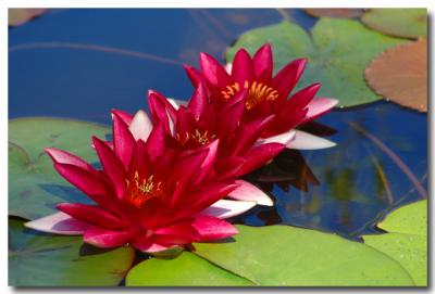 g3/04/549504/3/52859476.WaterLily4.jpg