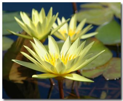 g3/04/549504/3/52859490.WaterLily5.jpg