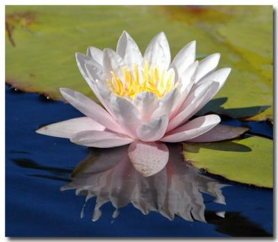g3/04/549504/3/52859520.WaterLily6.jpg