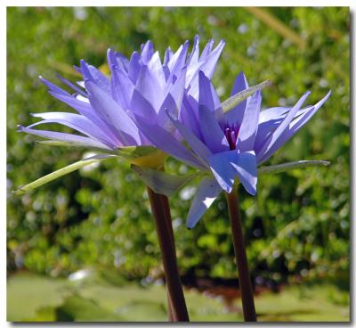 g3/04/549504/3/52859526.WaterLily7.jpg