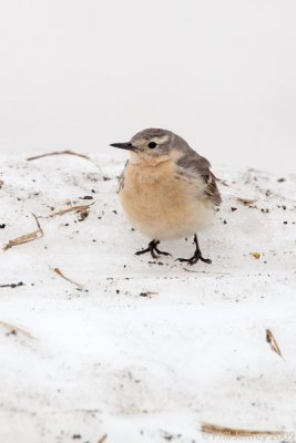 American Pipit