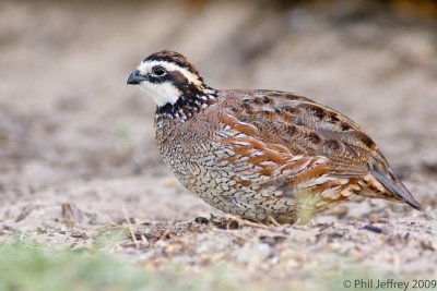 Northern Bobwhite