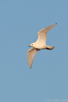 Ivory Gull