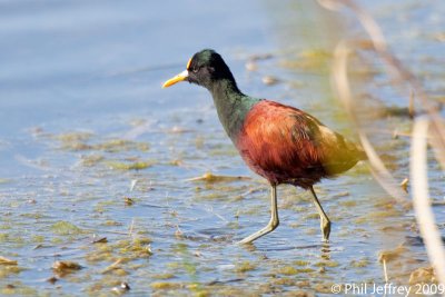 Northern Jacana