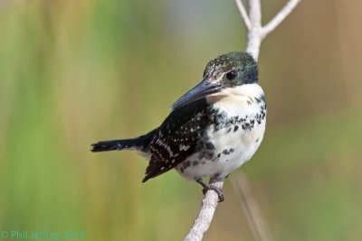 Green Kingfisher