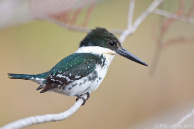 Green Kingfisher