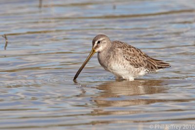 Long-billed Dowitcher