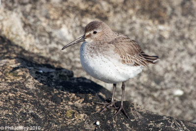 Dunlin