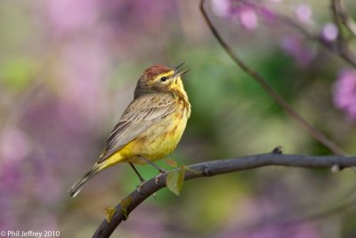 Palm Warbler