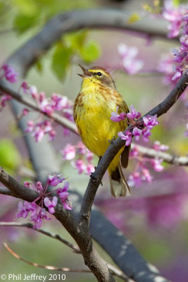 Palm Warbler
