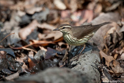 Northern Waterthrush