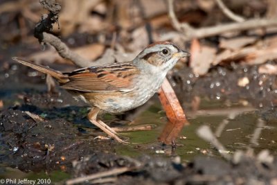 Swamp Sparrow