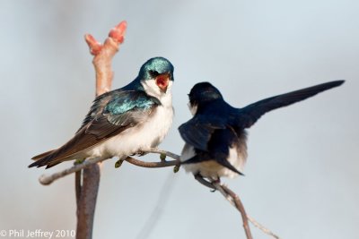 Tree Swallow