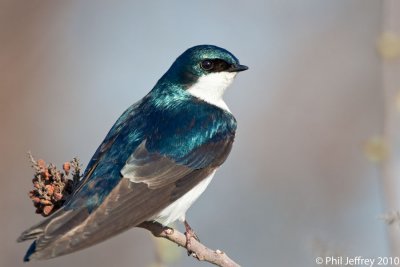 Tree Swallow