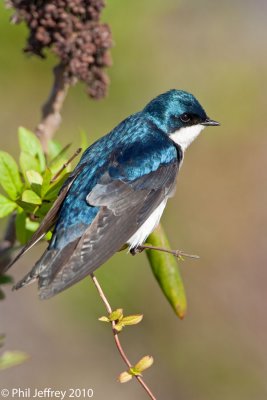 Tree Swallow