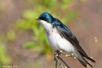 Tree Swallow