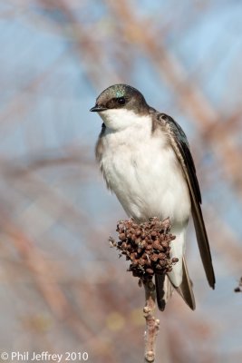Tree Swallow