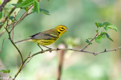 Prairie Warbler