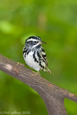 Black-and-white Warbler