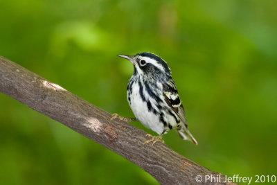 Black-and-white Warbler