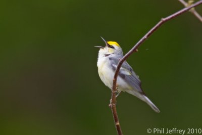 Brewster' Warbler