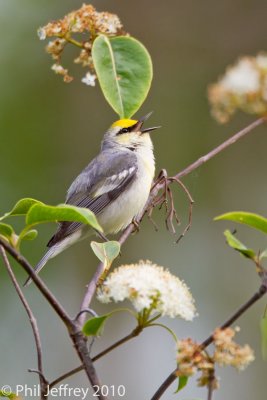 Brewster' Warbler