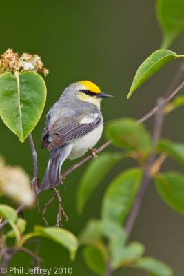 Brewster' Warbler