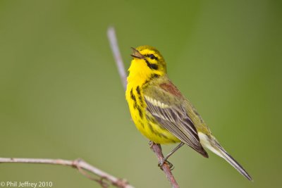 Prairie Warbler