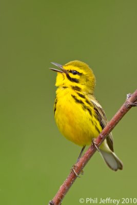Prairie Warbler