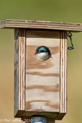 Tree Swallow