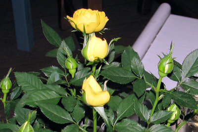 Mom's Mini roses