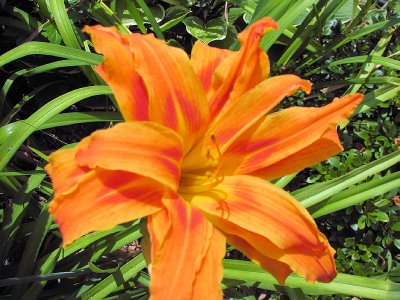 Double Day Lilly from Mom's garden to MB's